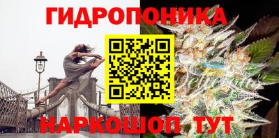 крисы Вязьма